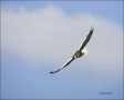 Sea-Eagle;Eagle;Flight;Stellers-Sea-Eagle;Stellers-Sea-Eagle;Haliaeetus-pelagicu